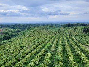 kamboja-meningkatkan-standar-kualitas-produk-pertanian-untuk-meningkatkan-daya-saing-global