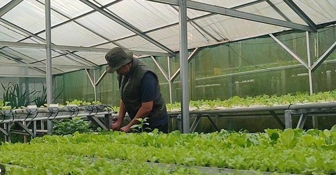 Milenial Asal Jawa Timur Raup Miliaran Rupiah dari Ekspor Sayur Organik ke Jepang